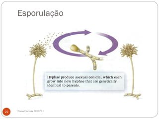 Esporulação
Nuno Correia 2010/1122
 