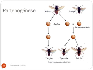 Partenogénese
Nuno Correia 2010/1123
 