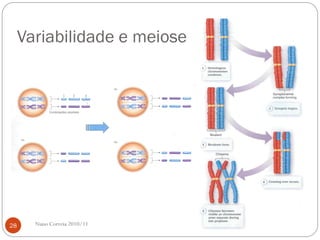 Variabilidade e meiose
Nuno Correia 2010/1128
 