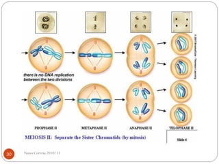 Nuno Correia 2010/1130
 