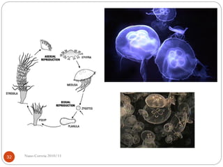 Nuno Correia 2010/1132
 