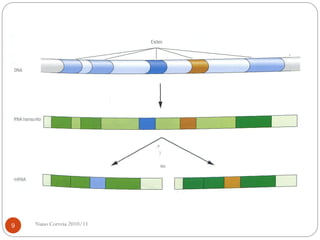 Nuno Correia 2010/119
 
