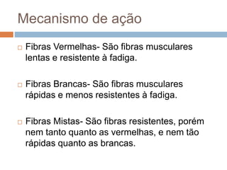 Mecanismo de ação
 Fibras Vermelhas- São fibras musculares
lentas e resistente à fadiga.
 Fibras Brancas- São fibras musculares
rápidas e menos resistentes à fadiga.
 Fibras Mistas- São fibras resistentes, porém
nem tanto quanto as vermelhas, e nem tão
rápidas quanto as brancas.
 