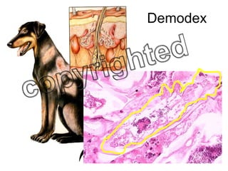 Demodex 