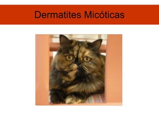 Dermatites Micóticas 