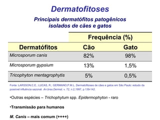 Dermatofitoses Principais dermatófitos patogênicos isolados de cães e gatos Fonte: LARSSON,C.E.; LUCAS, R.; GERMANO,P.M.L. Dermatofitoses de cães e gatos em São Paulo: estudo da possível influência sazonal.   An.bras.Dermat . v. 72, n.2,1997, p.139-142. Outras espécies –  Trichophytum  spp.  Epidermophyton  - raro Transmissão para humanos M. Canis  – mais comum (++++) Frequência (%) Dermatófitos Cão Gato Microsporum canis 82% 98% Microsporum gypsium 13% 1,5% Tricophyton mentagrophytis 5% 0,5% 