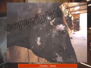 Fômites - Haras 