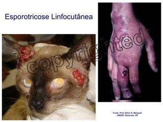 Esporotricose Linfocutânea Fonte: Prof. Sílvio A. Marques UNESP- Botucatu- SP 