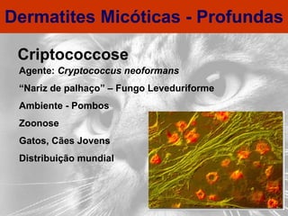 Dermatites Micóticas - Profundas Criptococcose Agente:  Cryptococcus neoformans “ Nariz de palhaço” – Fungo Leveduriforme Ambiente - Pombos Zoonose Gatos, Cães Jovens Distribuição mundial 