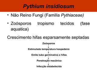 Pythium insidiosum Não Reino Fungi (Familia  Pythiaceae) Zoósporos tropismo tecidos (fase aquatica) Crescimento hifas esparsamente septadas Zoósporos  Estimulado temperatura hospedeiro  Emite tubo germinativo e hifas  Penetração mecânica Infecção estabelecida 