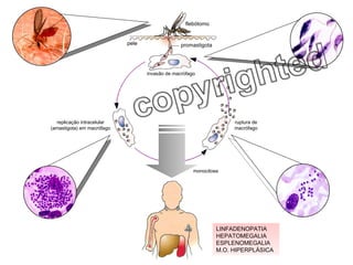 flebótomo pele promastigota invasão de macrófago replicação intracelular (amastigota) em macrófago ruptura de macrófago monocitose LINFADENOPATIA HEPATOMEGALIA ESPLENOMEGALIA M.O. HIPERPLÁSICA 