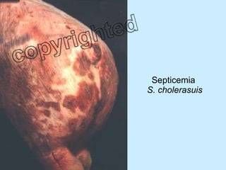 Septicemia  S. cholerasuis 