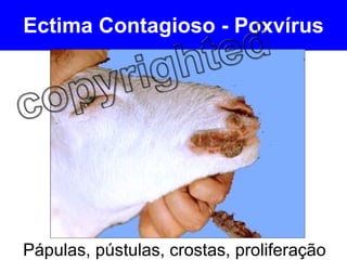 Ectima Contagioso - Poxvírus Pápulas, pústulas, crostas, proliferação  