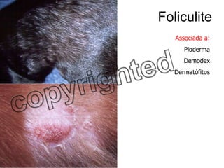 Foliculite Associada a: Pioderma Demodex Dermatófitos 