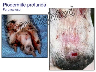 Piodermite profunda Furunculose 