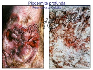Piodermite profunda Furunculose/ Celulite 