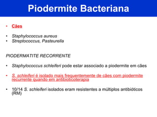 Piodermite Bacteriana Cães Staphylococcus aureus Streptococcus, Pasteurella PIODERMATITE RECORRENTE Staphylococcus schleiferi  pode estar associado a piodermite em cães S. schleiferi  é isolado mais frequentemente de cães com piodermite recurrente quando em antibioticoterapia 10/14  S. schleiferi  isolados eram resistentes a múltiplos antibióticos (RM) 
