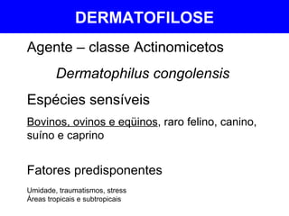 DERMATOFILOSE Agente – classe Actinomicetos Dermatophilus congolensis Espécies sensíveis Bovinos, ovinos e eqüinos , raro felino, canino, suíno e caprino Fatores predisponentes Umidade, traumatismos, stress Áreas tropicais e subtropicais 