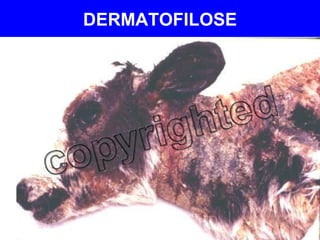 DERMATOFILOSE 
