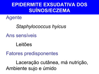 EPIDERMITE EXSUDATIVA DOS SUÍNOS/ECZEMA Agente  Staphylococcus hyicus Ans sensíveis Leitões Fatores predisponentes Laceração cutânea, má nutrição, Ambiente sujo e úmido 