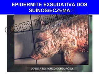 DOENÇA DO PORCO GORDUROSO EPIDERMITE EXSUDATIVA DOS SUÍNOS/ECZEMA 