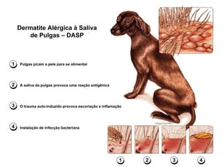 Dermatite Alérgica à Saliva de Pulgas – DASP 1 2 3 4 1 Pulgas picam a pele para se alimentar 2 A saliva da pulgas provoca uma reação antigênica 3 O trauma auto-induzido provoca escoriação e inflamação 4 Instalação de infecção bacteriana 