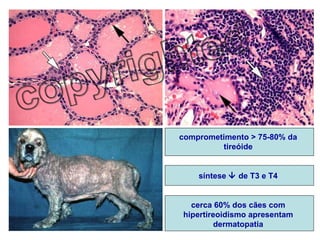 comprometimento > 75-80% da tireóide síntese    de T3 e T4 cerca 60% dos cães com hipertireoidismo apresentam dermatopatia 