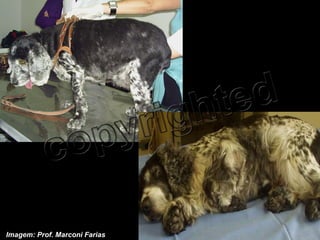 Imagem: Prof. Marconi Farias 