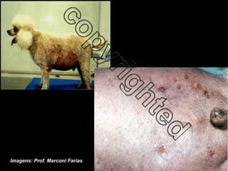 Imagens: Prof. Marconi Farias 