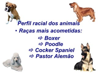 Perfil racial dos animais Raças mais acometidas:    Boxer   Poodle     Cocker Spaniel     Pastor Alemão 