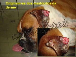 Originam-se dos mastócitos da derme 