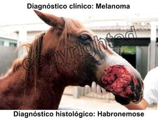 Diagnóstico histológico: Habronemose Diagnóstico clínico: Melanoma 