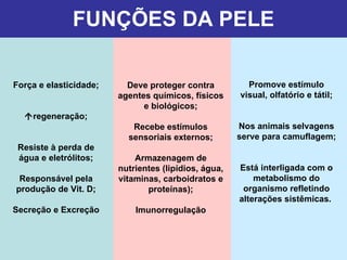 FUNÇÕES DA PELE Promove estímulo visual, olfatório e tátil; Nos animais selvagens serve para camuflagem; Está interligada com o metabolismo do organismo refletindo alterações sistêmicas.   Deve proteger contra agentes químicos, físicos e biológicos; Recebe estímulos sensoriais externos; Armazenagem de nutrientes (lipídios, água, vitaminas, carboidratos e proteínas); Imunorregulação Força e elasticidade;  regeneração; Resiste à perda de água e eletrólitos; Responsável pela produção de Vit. D; Secreção e Excreção 