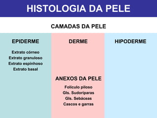 HISTOLOGIA DA PELE CAMADAS DA PELE HIPODERME DERME ANEXOS DA PELE Folículo piloso Gls. Sudoríparas Gls. Sebáceas Cascos e garras EPIDERME Extrato córneo Extrato granuloso Extrato espinhoso Extrato basal 