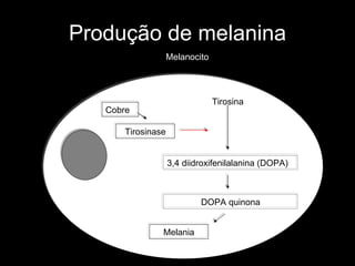 Produção de melanina Melanocito Cobre Tirosinase Tirosina 3,4 diidroxifenilalanina (DOPA) DOPA quinona Melania 