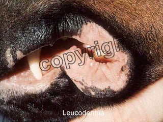 Leucodermia 
