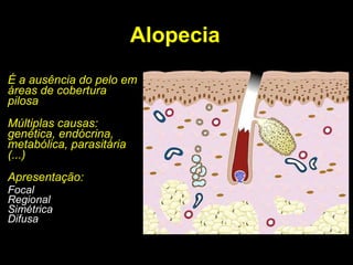 Alopecia É a ausência do pelo em áreas de cobertura pilosa Múltiplas causas: genética, endócrina, metabólica, parasitária (...) Apresentação: Focal Regional Simétrica Difusa 