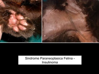 Sindrome Paraneoplasica Felina - Insulinoma 