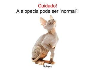 Cuidado! A alopecia pode ser “normal”! Sphynx 