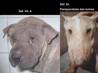 Def. Vit. A Def. Zn Paraqueratose dos suínos 