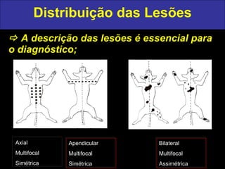 Distribuição das Lesões    A descrição das lesões é essencial para o diagnóstico; Axial Multifocal Simétrica Apendicular Multifocal Simétrica Bilateral Multifocal Assimétrica ventral dorsal ventral dorsal 