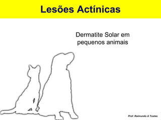 Lesões Actínicas Dermatite Solar em pequenos animais Prof. Raimundo A Tostes 