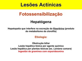Lesões Actínicas Fotossensibilização Hepatógena Hepatopatia que interfere na excreção da  filoeritrina  (produto do metabolismo da clorofila) Etiologia: Obstrução biliar Lesão hepática tóxica por agente químico Lesão hepática por plantas tóxicas (ex.  Lantana camara ) Ingestão de gramínea com esporidesmina 
