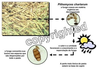 Pithomyces chartarum   o fungo cresce em matéria orgânica em decomposição o calor e a umidade favorecem o crescimento e a esporulação do fungo o fungo concentra sua toxina nos esporos que são dispersados por todo o pasto A parte mais tóxica do pasto estará na base do capim 