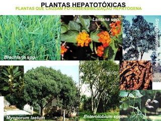 PLANTAS HEPATOTÓXICAS PLANTAS QUE CAUSAM FOTOSSENSIBILIZAÇÃO HEPATÓGENA Brachiaria  spp. Lantana  spp. Myoporum laetum Enterolobium  spp. Stryphnodendrom  spp. 
