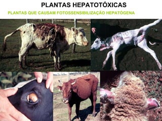 PLANTAS HEPATOTÓXICAS PLANTAS QUE CAUSAM FOTOSSENSIBILIZAÇÃO HEPATÓGENA 