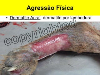 Dermatite Acral : dermatite por lambedura Agressão Física 