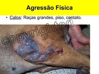 Calos : Raças grandes, piso, contato. Agressão Física 