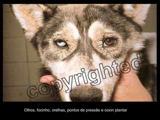 Olhos, focinho, orelhas, pontos de pressão e coxin plantar 