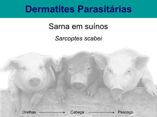 Dermatites Parasitárias Sarna em suínos Sarcoptes scabei Pescoço Cabeça Orelhas 